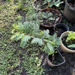 Tamarind Trees And Other Plants 