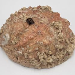 Large Red Abalone Shell Haliotis Rufescens Iridescent Pearlescent Purple Pink 7"
