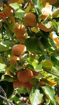 Persimmon