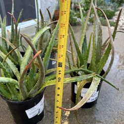 Aloe Vera Plants-$10 each