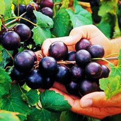 Muscadine Grapes Plant 🪴 3gal Plantas De Uvas En 3gal 