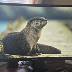 Samsung C24F390FH CF390 24-inch Curved LED FHD 1920 x 1080 Monitor no power cord
