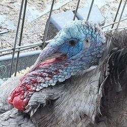 Turkey Hatching Eggs 