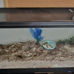 Hermit Crab/Tank/Food/Heaters/Accessories And More