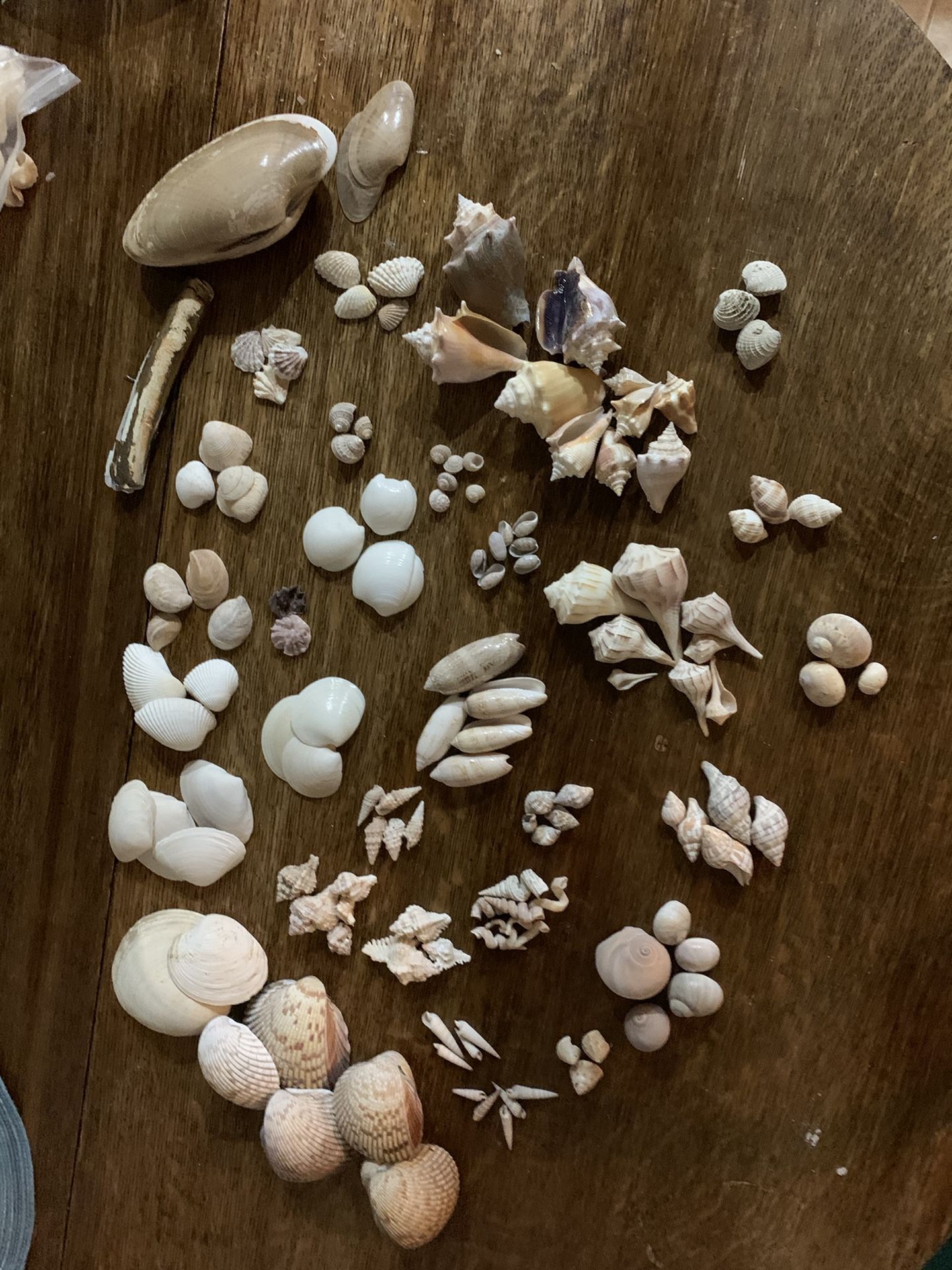 Florida Sea Shells