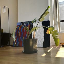 Birds Of Paradise Plant 