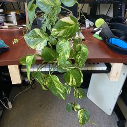 Pothos Mint House Plant