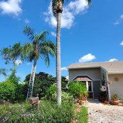 Palms,  Coconuts,  Trees, Trim.. 