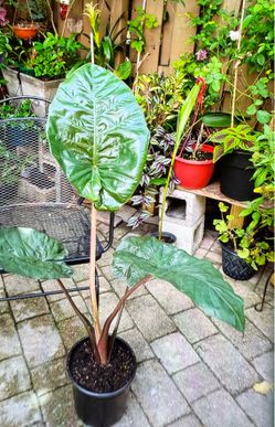 Elephant ear
