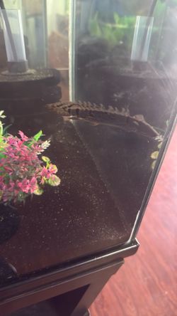 Baby Delhezi Bichir