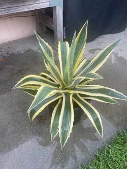Agave Americana