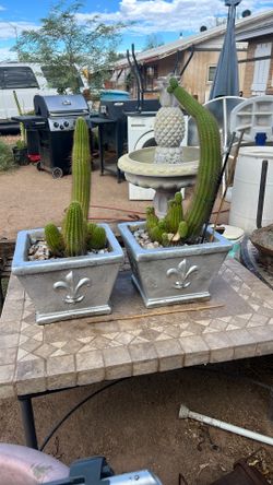 Two Healthy Younger Cactus On Ceramic Pot
