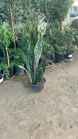 Lengua de suegra Snake plant
