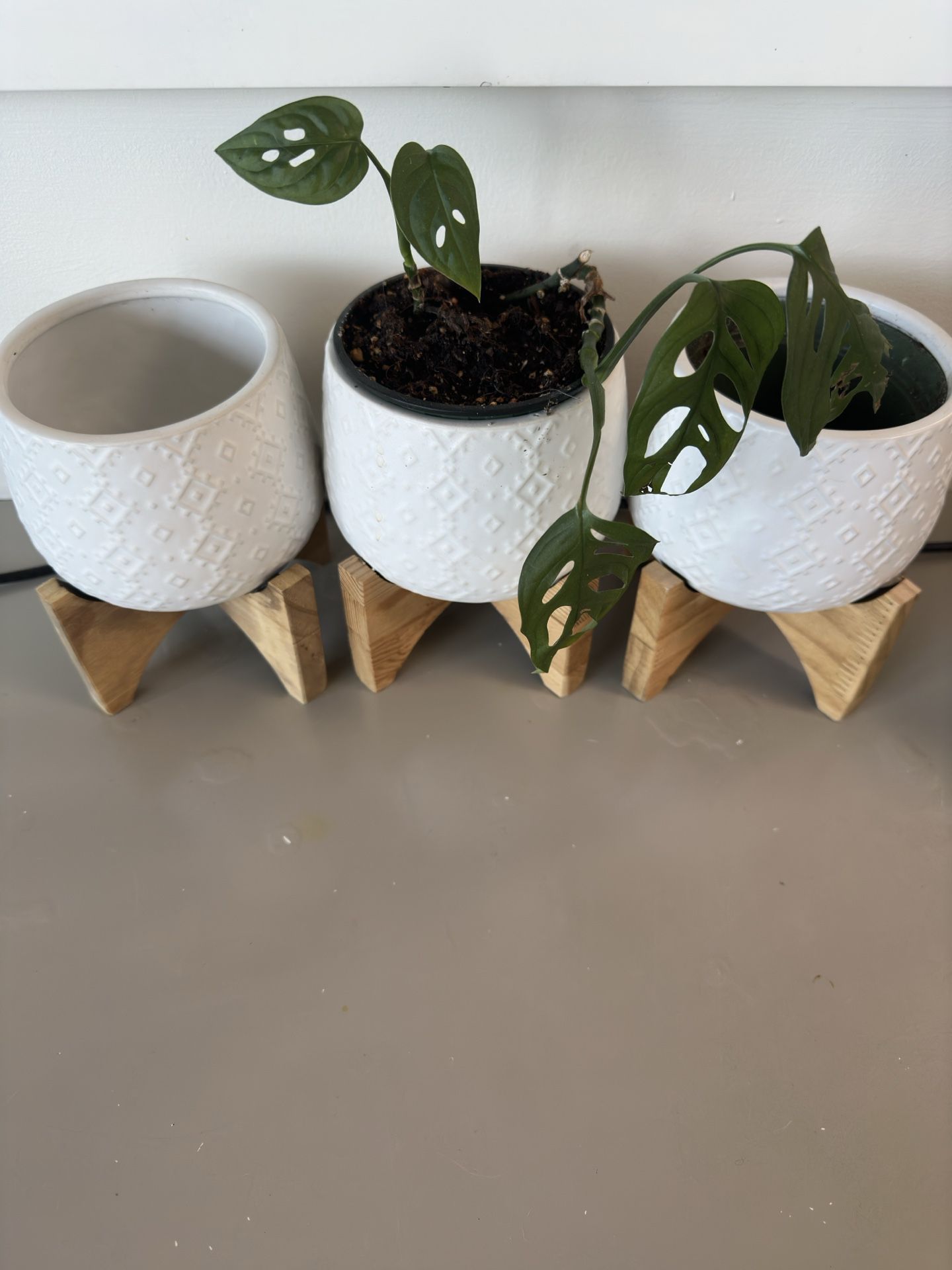 3 Pots + Plant