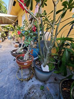 Desert rose