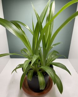 succulent plant arrangement Succulent Arrangement