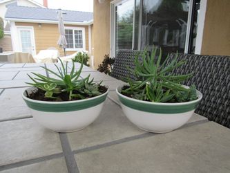 Pair Of Green Stripe Beige Garden Pots With Succulents 