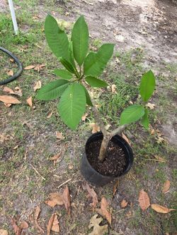 Plumeria Plant