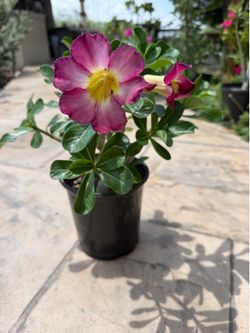 Desert Rose