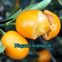 Nagami Kumquat  Fruiting Grafted Trees 3gal Arboles De Kumquat Fruteando 