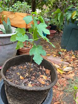 Fig tree (for grafting)