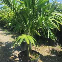 Spectacular Christmas Palms About 6 Feet Tall!!! Adonidias !!! Fertilized 