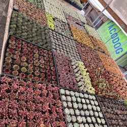 2” Succulents Just Arrived Today$1.35 $63 For Tray Of 64 Plants 