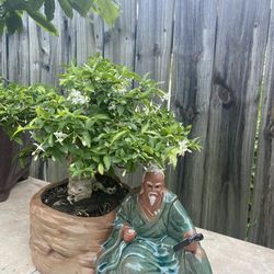 Bonsai For Sale 