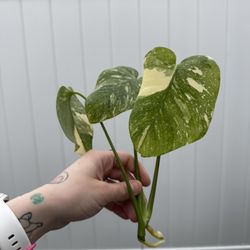 Houseplants For Trade Or Sale 