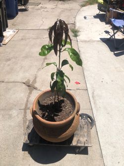Mango tree