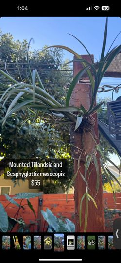 Mounted Air Plant And Orchid Plant Arrangement 