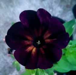 Rare Large Moon Struck Petunia Flower Plants! Several Colors Avaialble! Deep Midnight Purple with Variegated Orange!