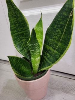 🌿Healthy Live Air Purifying Houseplant Mother In Law Tongue Or Snake Plant 10" Tall In  Pot 4" ~ Easy To Grow