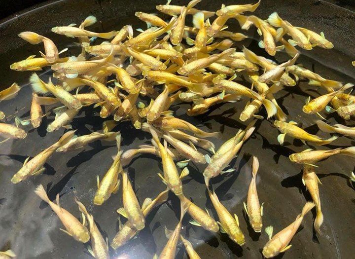 Aquarium Supplies