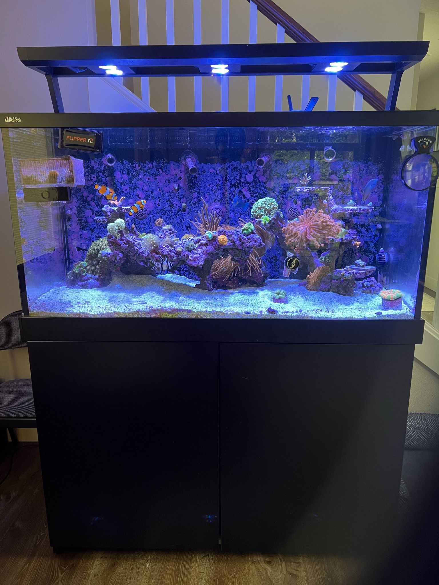 Red Sea Max S500 Premium Setup