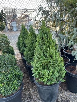 Boxwood cones