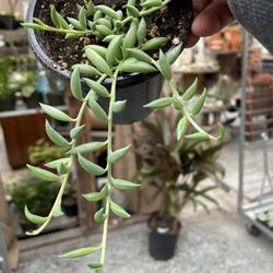 String Of Banana/fishhooks Succulent Plants