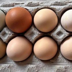 Organic Free Range eggs 