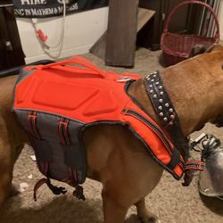 Small Dog Life Jacket