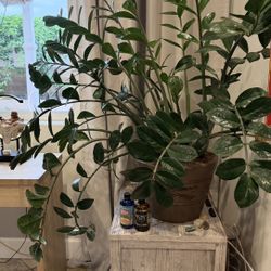 Large ZZ Plant (Zamioculcas) – Healthy Indoor Plant – Moving Sale