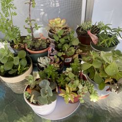 Beautiful Small Succulents Pretty And Healthy Great For Spring Planning $8