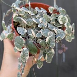 Ceropegia Woodii Strings Of Hearts Variegated Plant 4" Pot - Indoor House Plants 