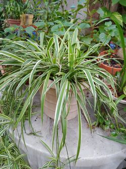 Spider plant