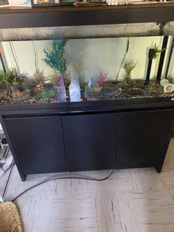 55 Gallon Fluval Fish Tank