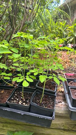 Young Green Plant Seedlings in Small Pots