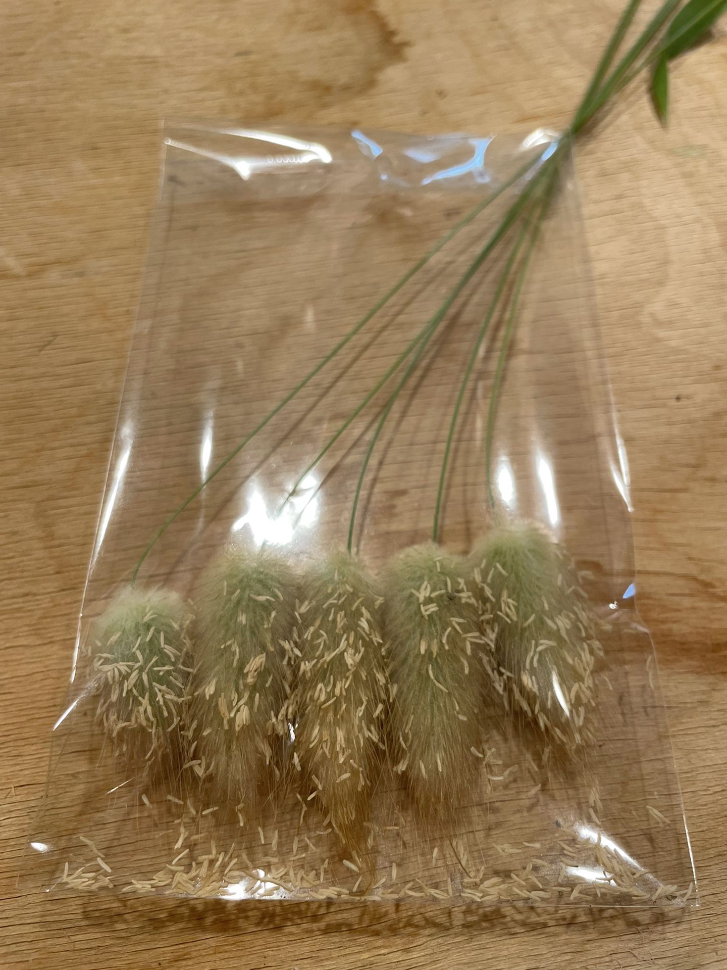  Ornamental grass Seeds x 100