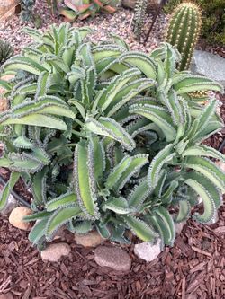 Kalanchoe Daigremontiana Mother of Thousands Succulent