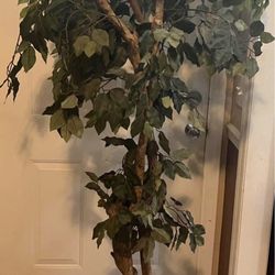 Artificial Ficus Tree (click On Pic To Enlarge)