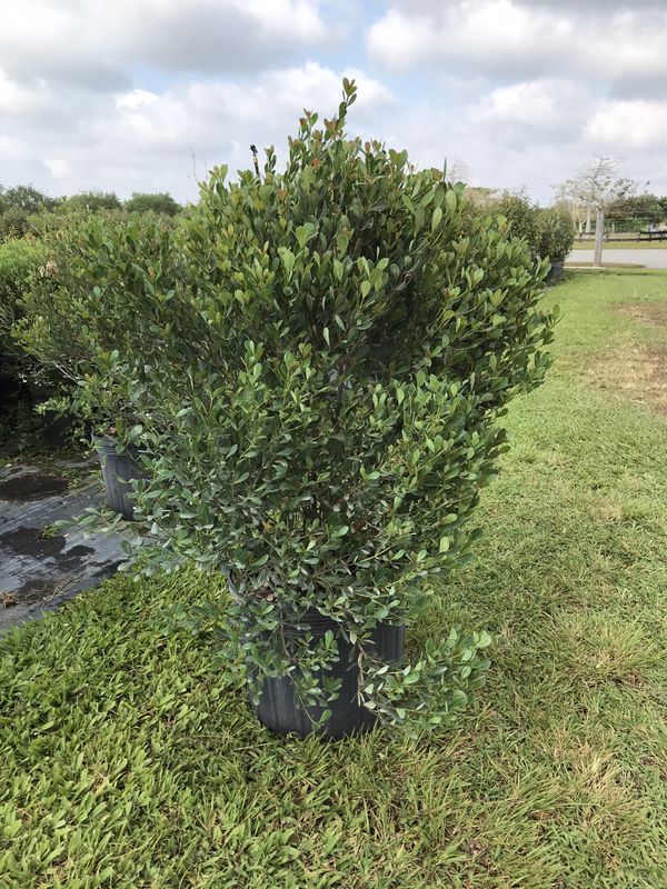 Locust Berry 7 Gallons For Sale In Miami FL OfferUp locust-berry-7-gallons-for-sale-in-miami-fl-offerup