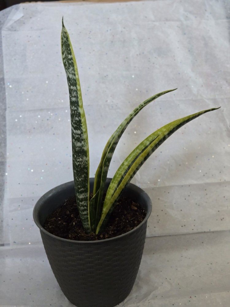 Snake Plant